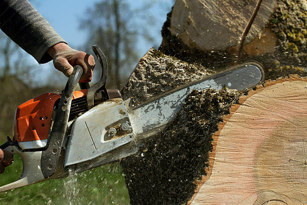 How Our Tree Care Process Works  in  Maplewood, MO