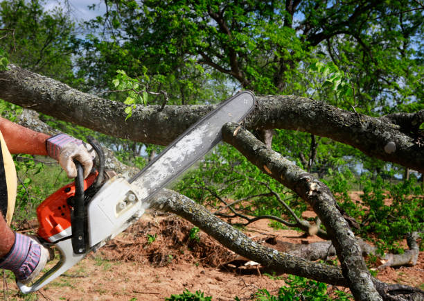 Professional Tree Removal in Maplewood, MO